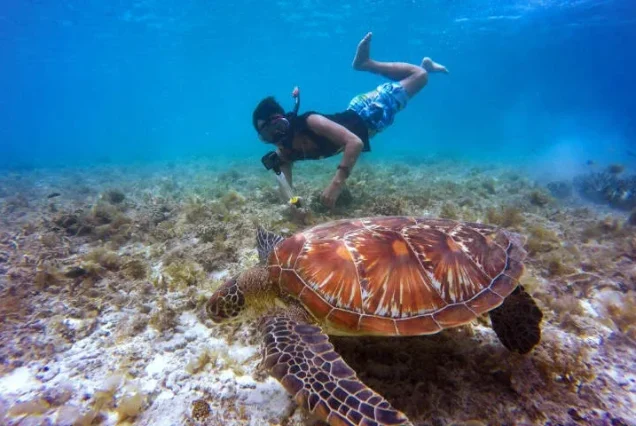 Snorkeling with turtle